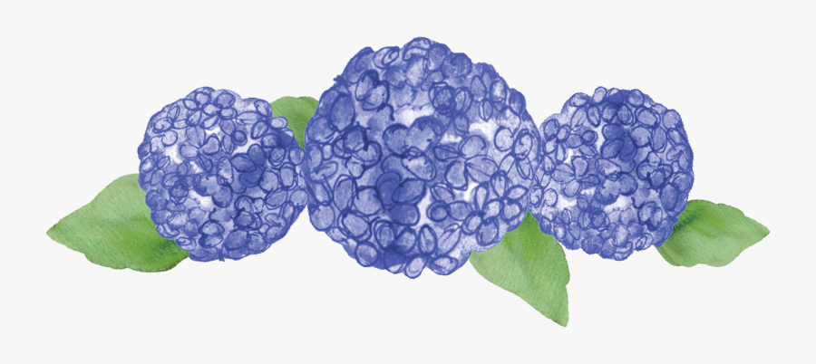 Hydrangea Serrata, Transparent Clipart