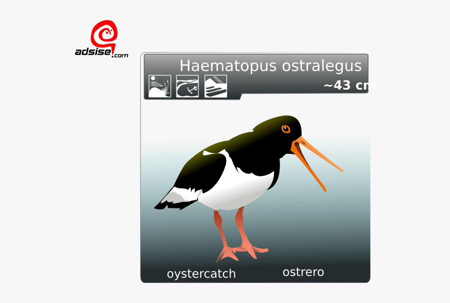Ostrero Oyster Catcher Svg Clip Arts - Oyster Catcher Bird, Transparent Clipart