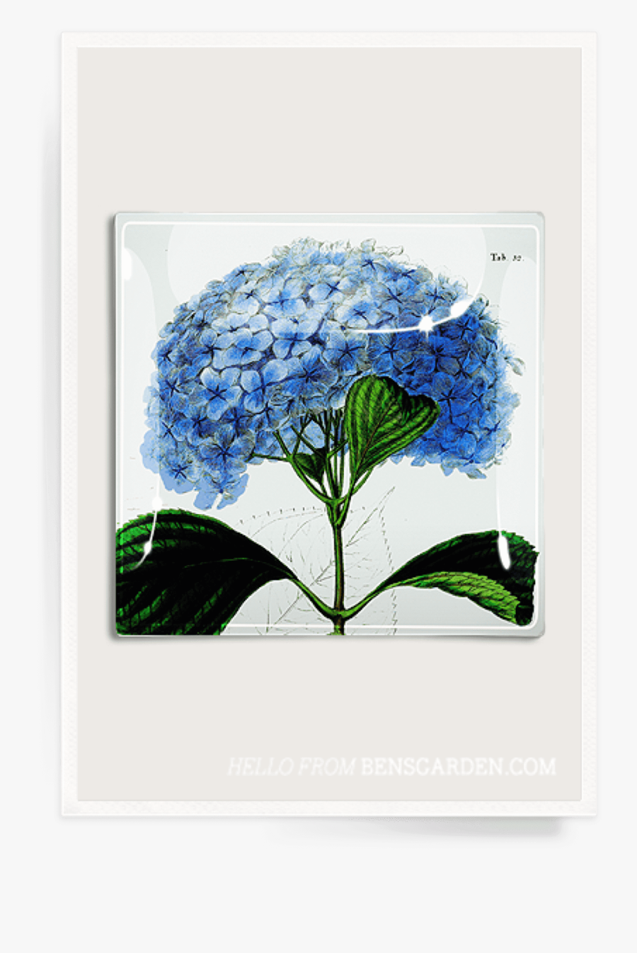 Hydrangea, Transparent Clipart