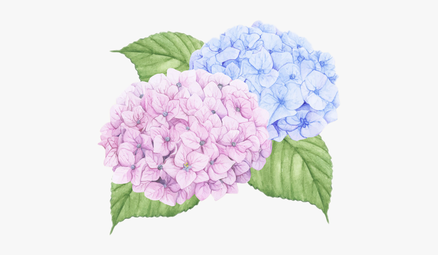 #hydrangea #flower #pink #blue #petals #flowerpink - Hydrangea Wall Decals, Transparent Clipart