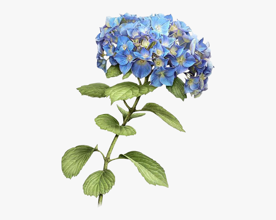 Transparent Hydrangea Png - Botanical Drawing Of Hydrangea, Transparent Clipart