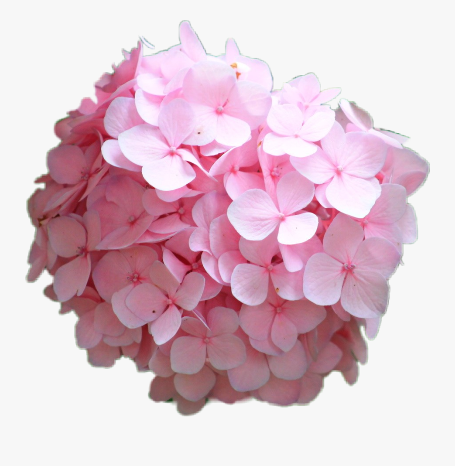 #hortensia #hydrangea #rosa #pink #flower - Hydrangea Serrata, Transparent Clipart
