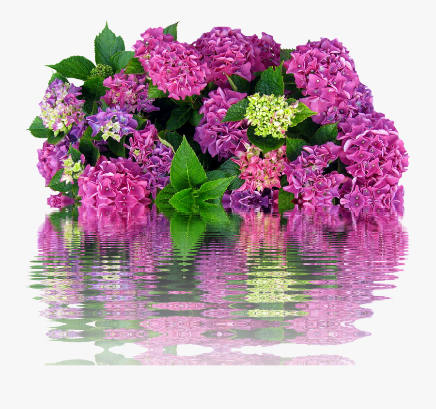Hydrangeas Bush Nature Free Picture - Hortensias Png Fondo Transparente, Transparent Clipart