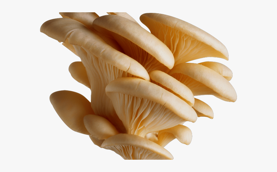 Mushroom Clipart Oyster Mushroom - Fungi Png, Transparent Clipart