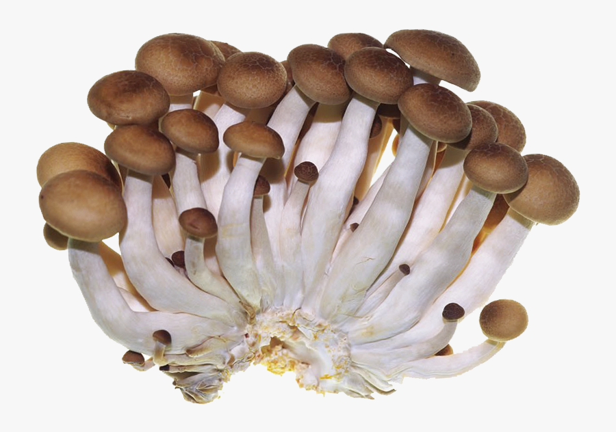 Clip Art Edible Shiitake Vegetables And - Edible Mushroom, Transparent Clipart