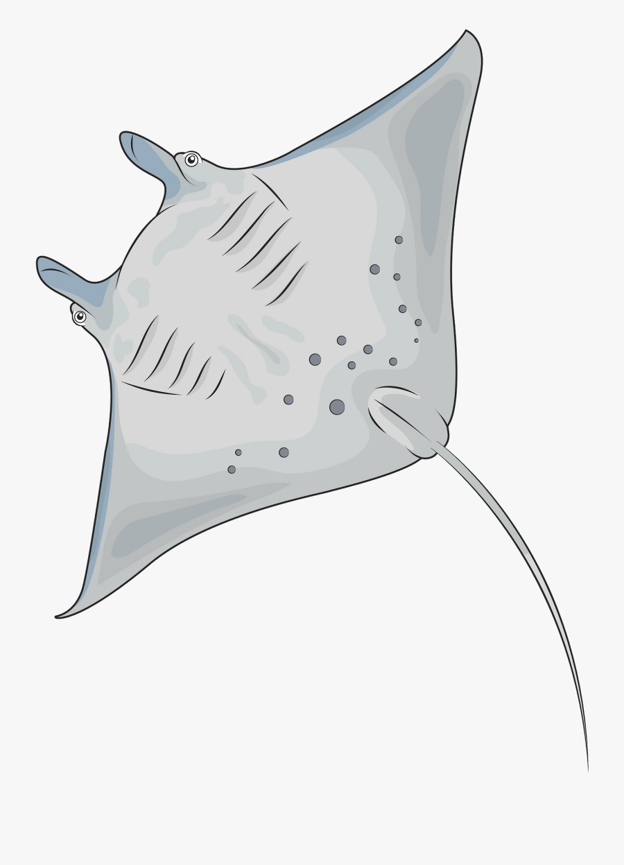 Manta Ray, Transparent Clipart