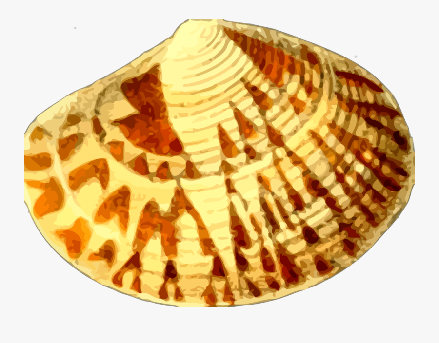 Sea Shell - Kerang Laut Cartoon, Transparent Clipart