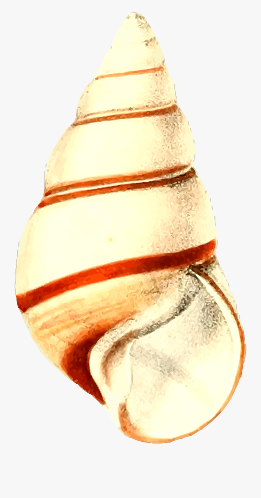Sea Shell - Seashell, Transparent Clipart