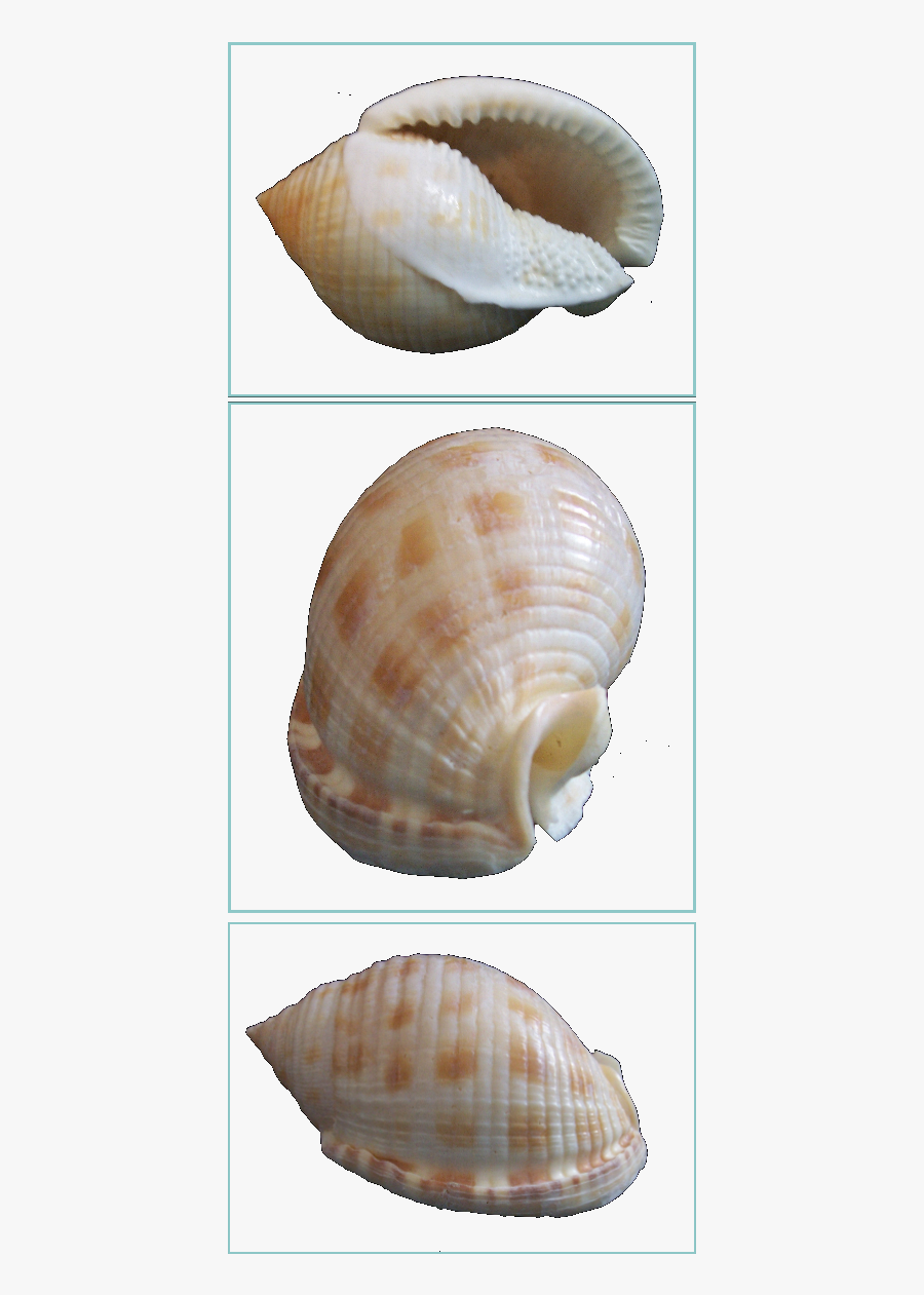 Clip Art Shells Collection - Shell, Transparent Clipart