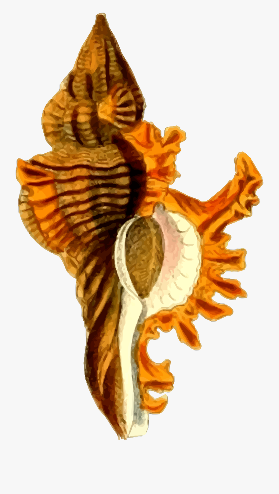 Sea Shell - Png Image Sea Shells Hd, Transparent Clipart