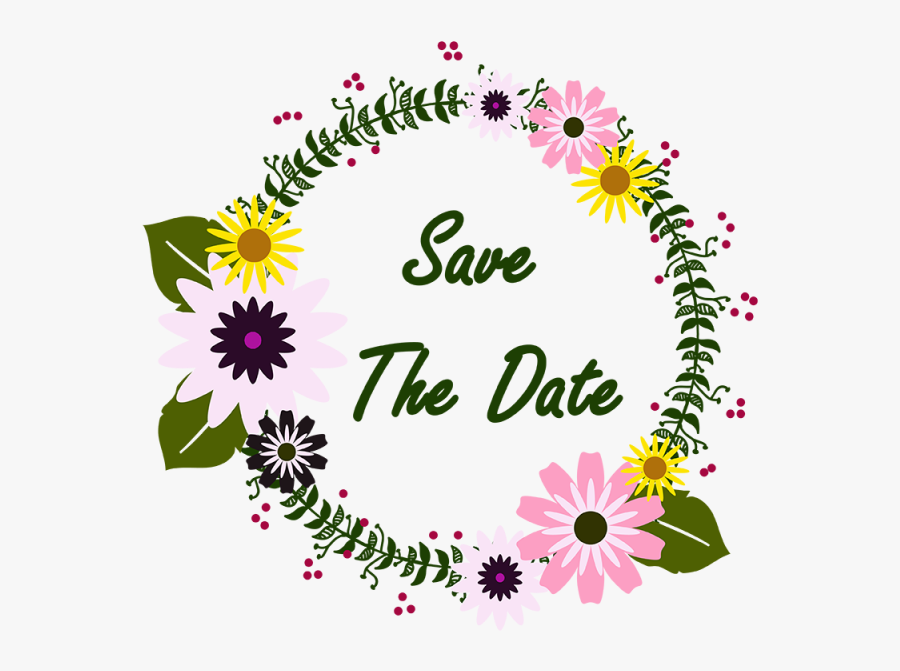 African Daisy, Transparent Clipart