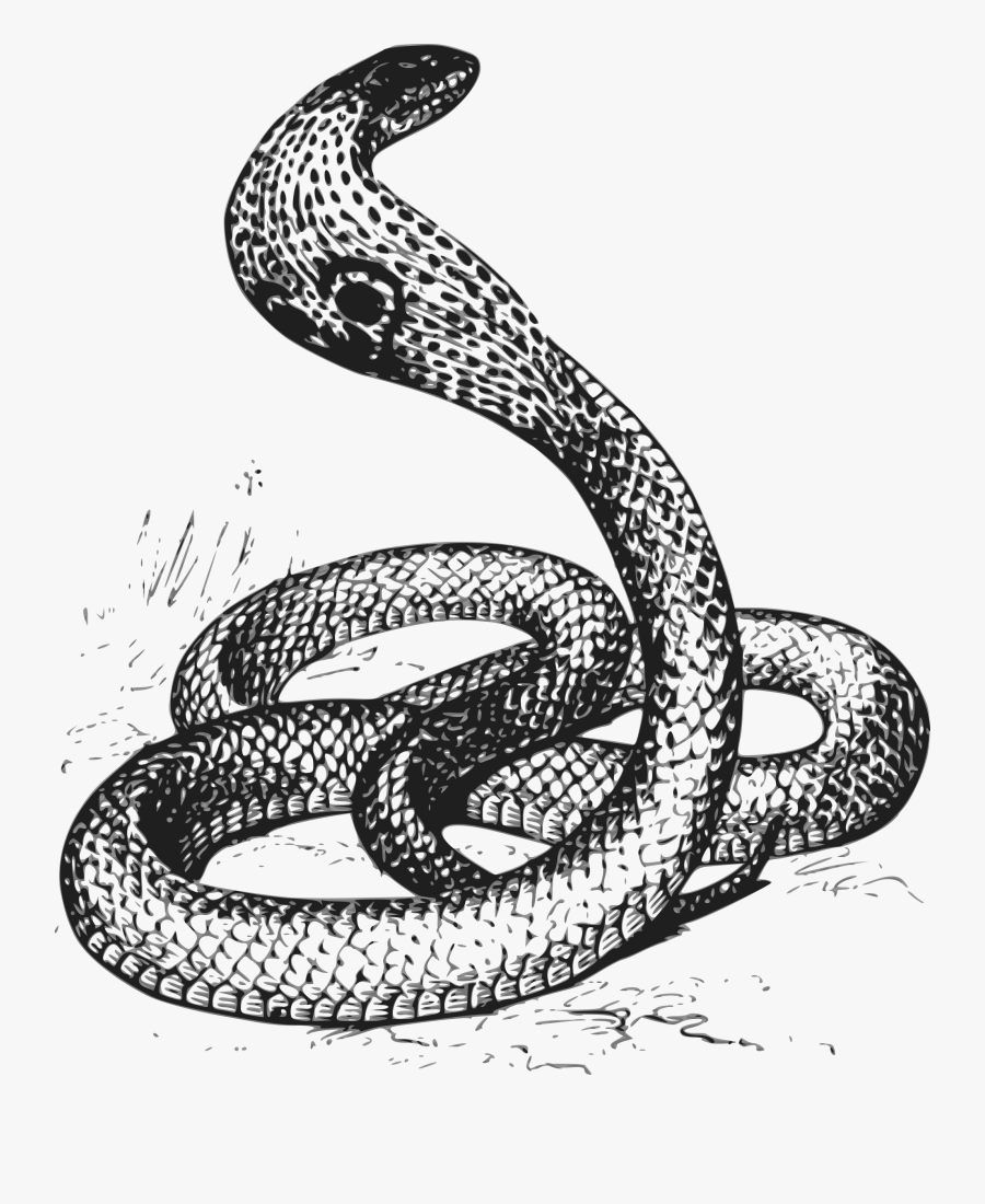 Grayscale Big Image Png - Black & White Cobra, Transparent Clipart