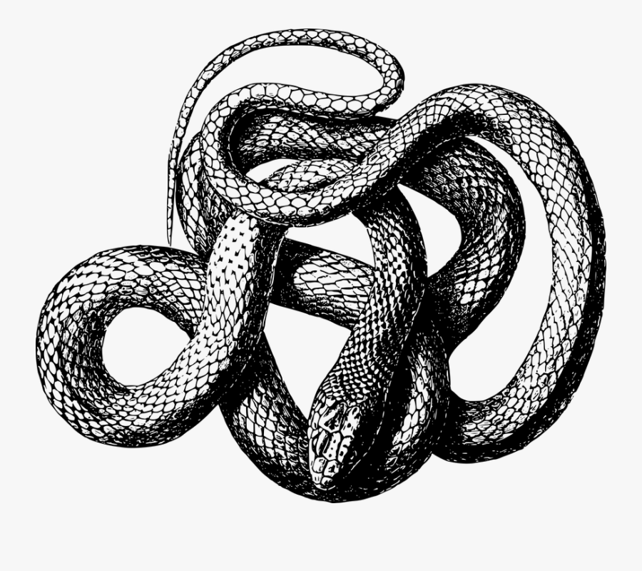 Transparent Rattlesnake Clipart Free - Black And White Snake Png, Transparent Clipart