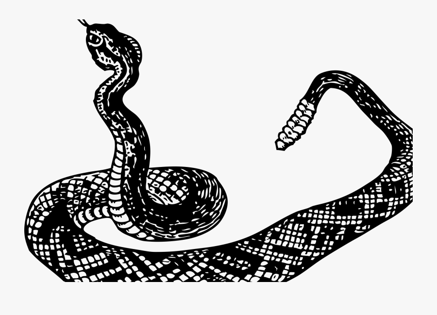 Transparent Diamondback Rattlesnake Clipart - Snake Clip Art, Transparent Clipart