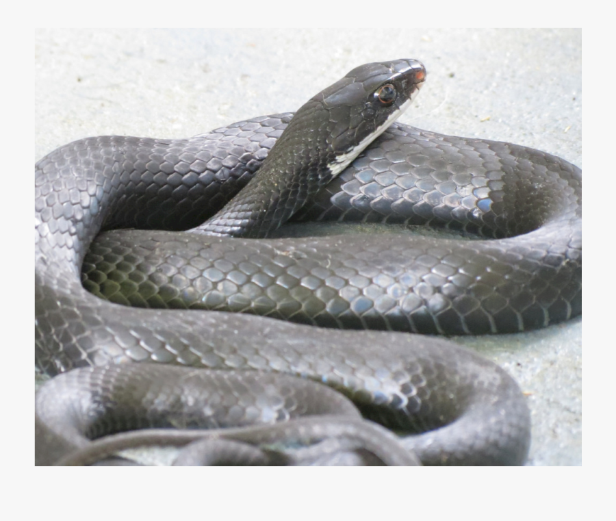 Clip Art Black Racer Snakes - Serpent, Transparent Clipart