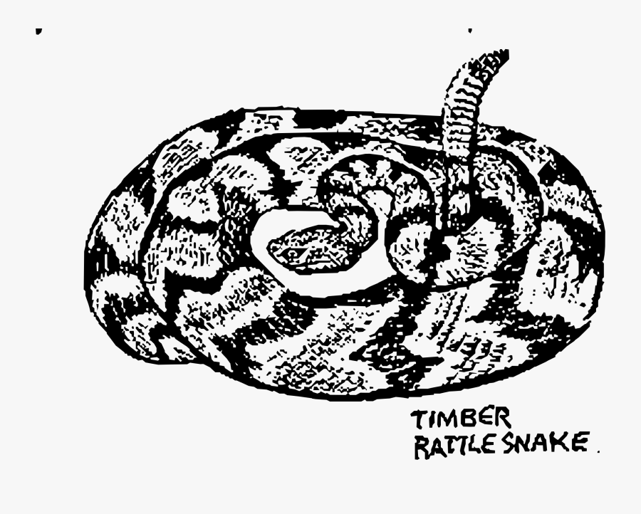 Timber Rattle Snake Clip Arts - Timber Rattlesnake Clipart, Transparent Clipart