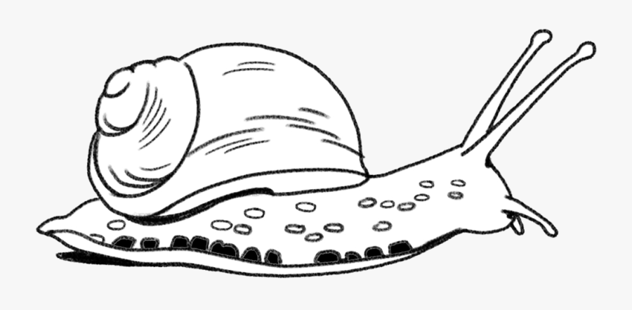 An Intro To Behavioural Economics & Qual - Snail, Transparent Clipart