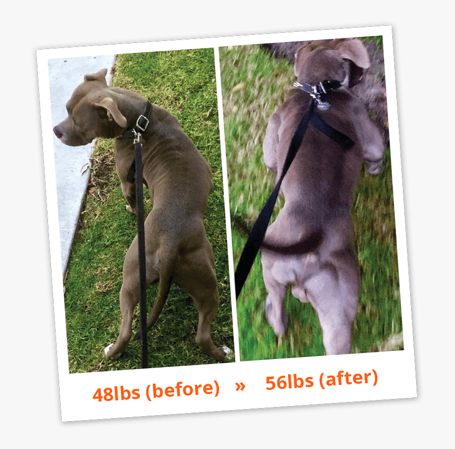 Clip Art Pit Bull Products - Staffy Bully Max, Transparent Clipart