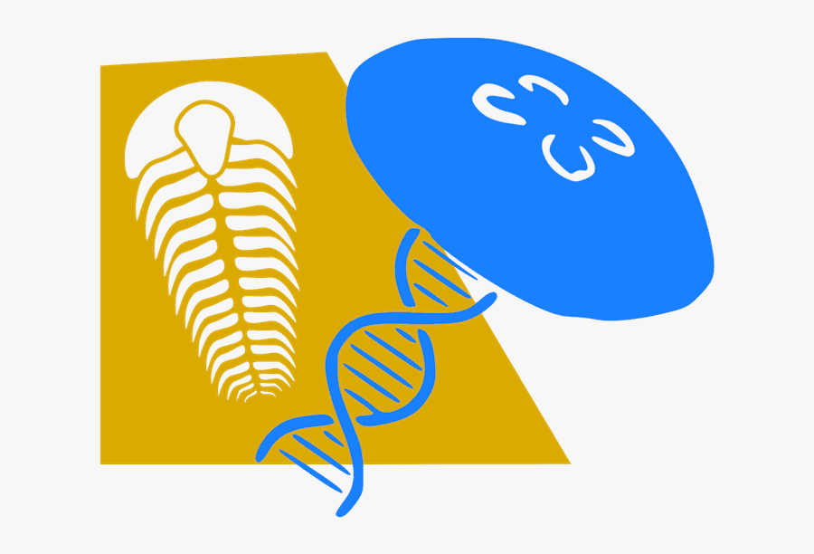 Davidadlergold - Com - Illustration, Transparent Clipart