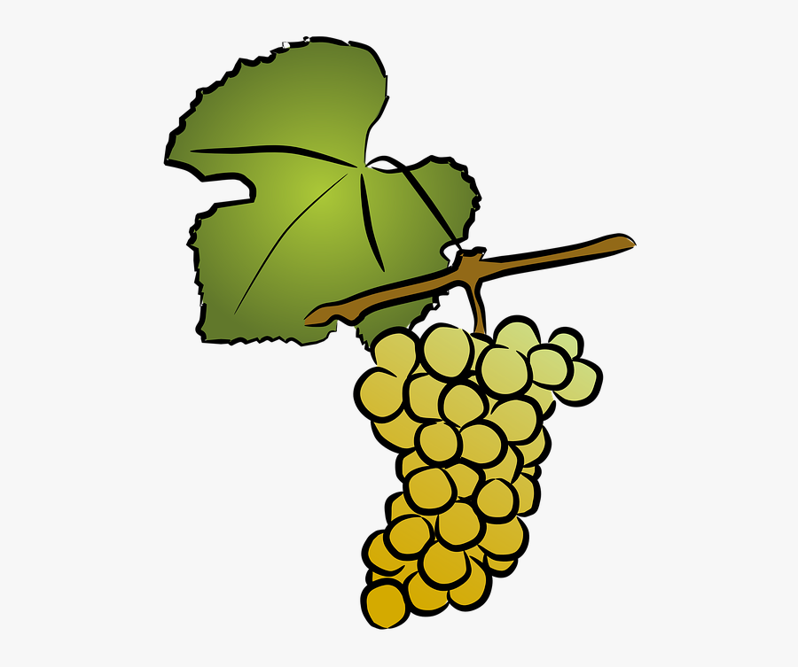 Grapevine, White Wine, Viticulture, The Grapes, Transparent Clipart