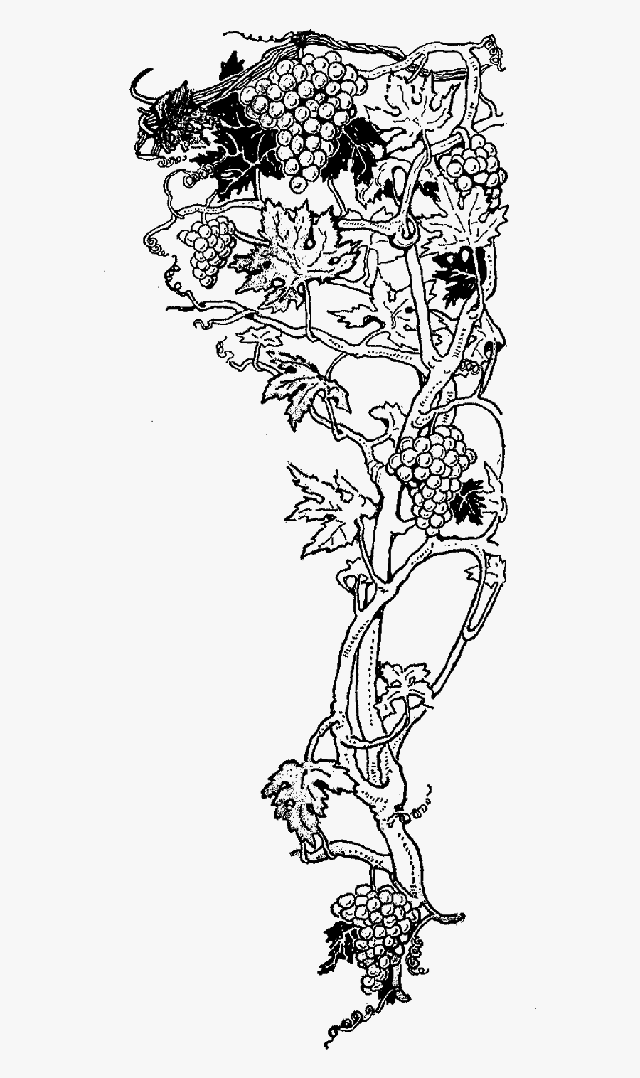 Line Art, Transparent Clipart