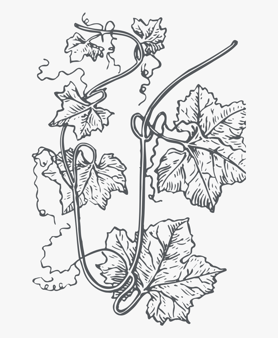 Grape, Transparent Clipart
