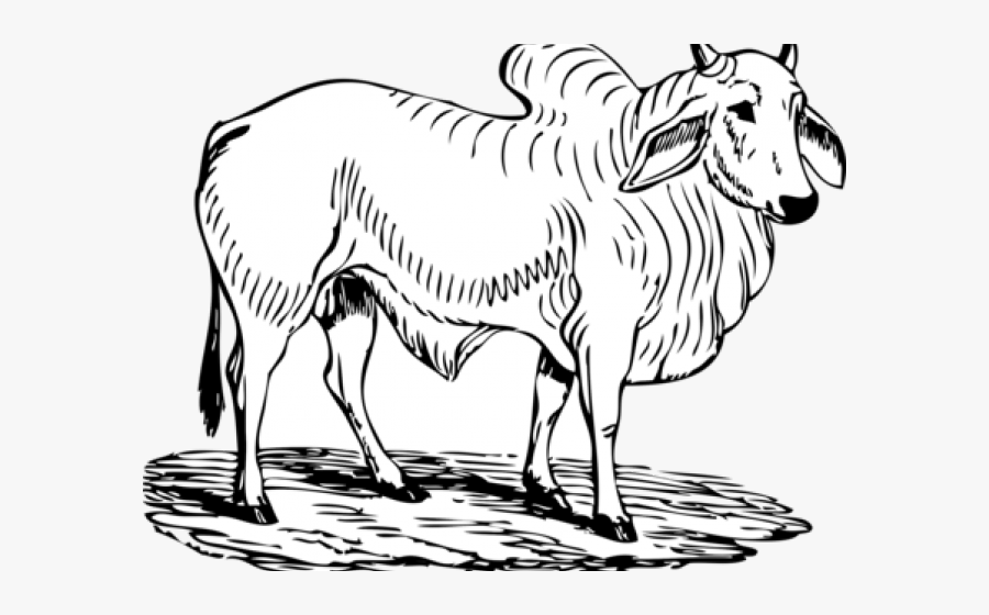 Cattle Clipart Brahman Cow - Ox Images Black And White, Transparent Clipart