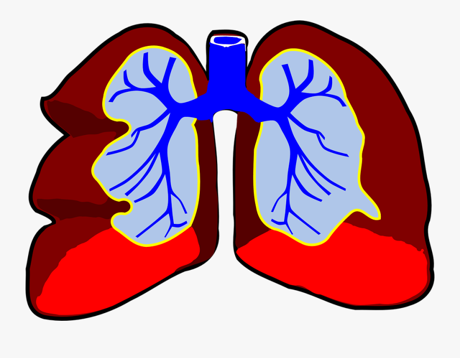 Lungs Clip Art, Transparent Clipart
