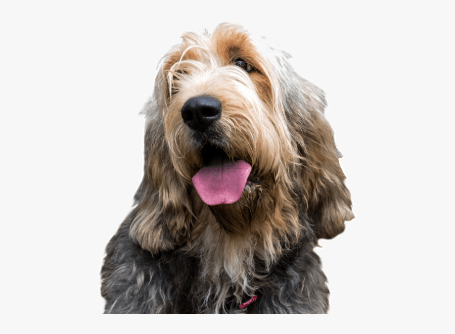 Clip Art Otterhound Dogs Search - Labradoodle, Transparent Clipart