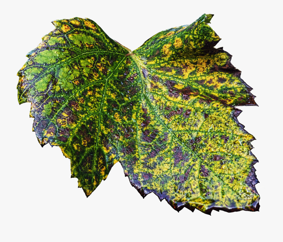 Leaf Wine Leaf Autumn Leaf Free Picture - Visual Arts, Transparent Clipart
