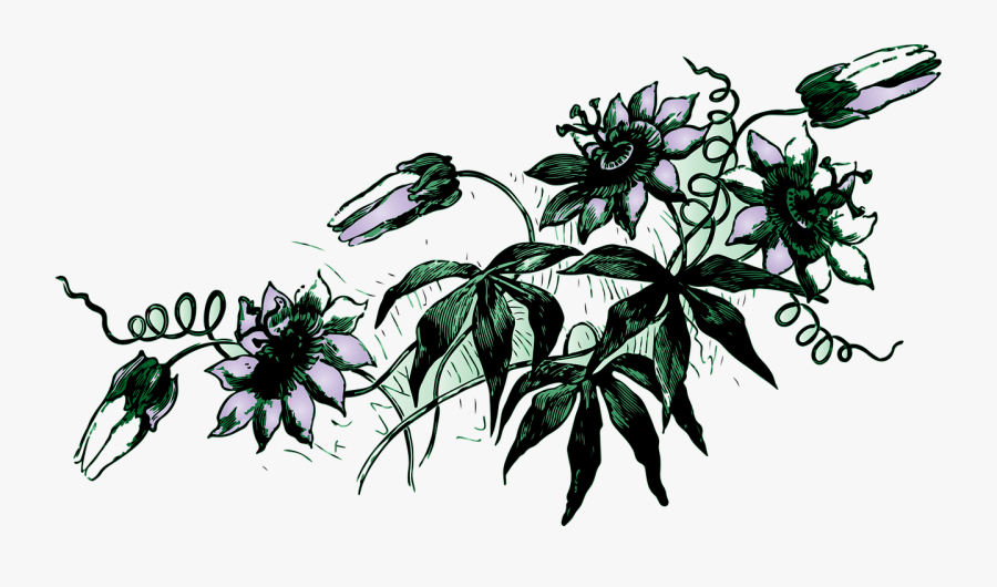 Gambar Bunga Yang Merambat, Transparent Clipart