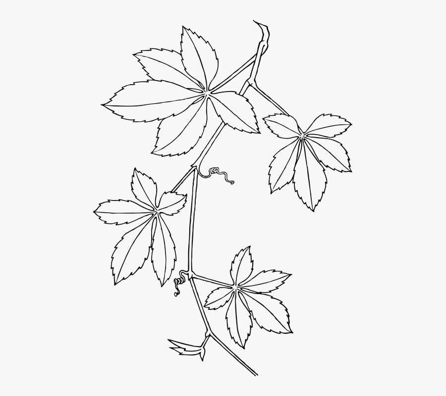 Creepers, Leaves, Vines, White, Plant, Branch, Dotted - Virginia Creeper, Transparent Clipart