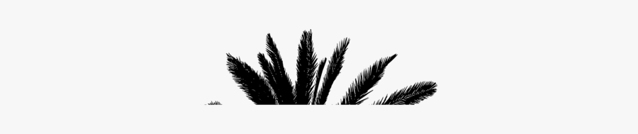 Plant,leaf,feather - Eyelash Extensions, Transparent Clipart