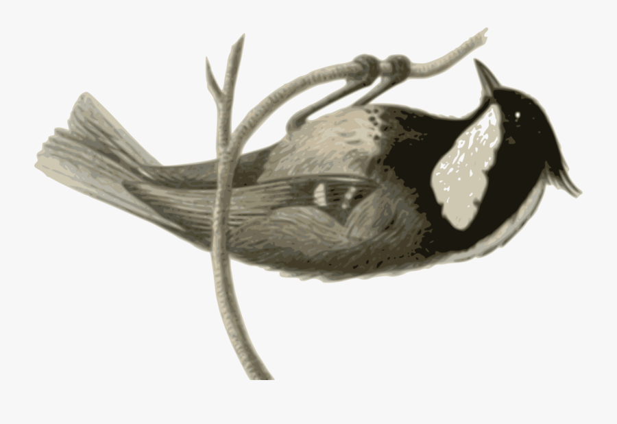 Wing,tail,beak - Coal Tit, Transparent Clipart