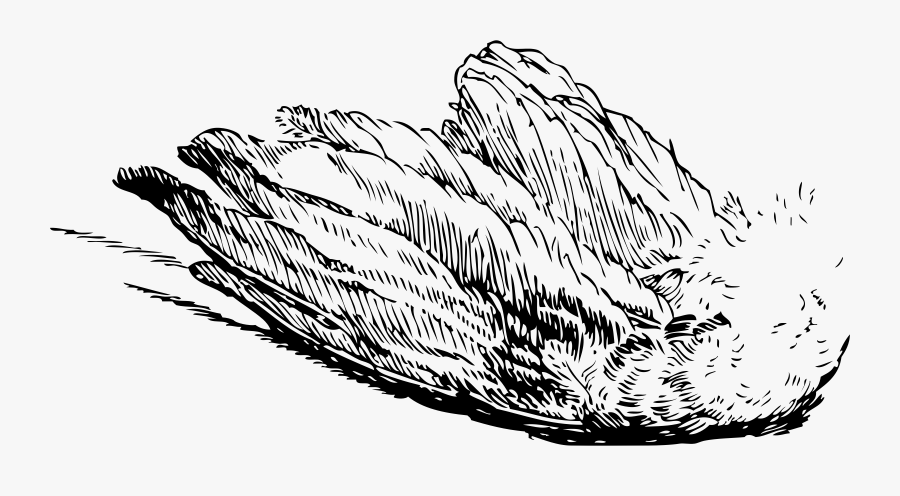 Monochrome Photography,fish,grass Family - Bird Wing Illustration Transparent, Transparent Clipart