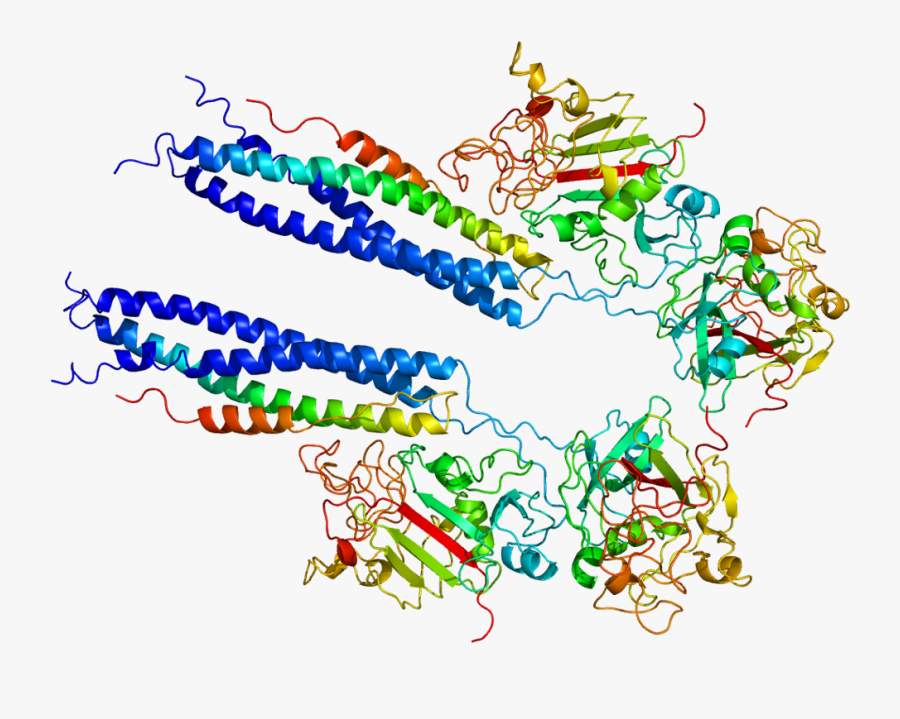 Protein Fgb Pdb 1fza, Transparent Clipart