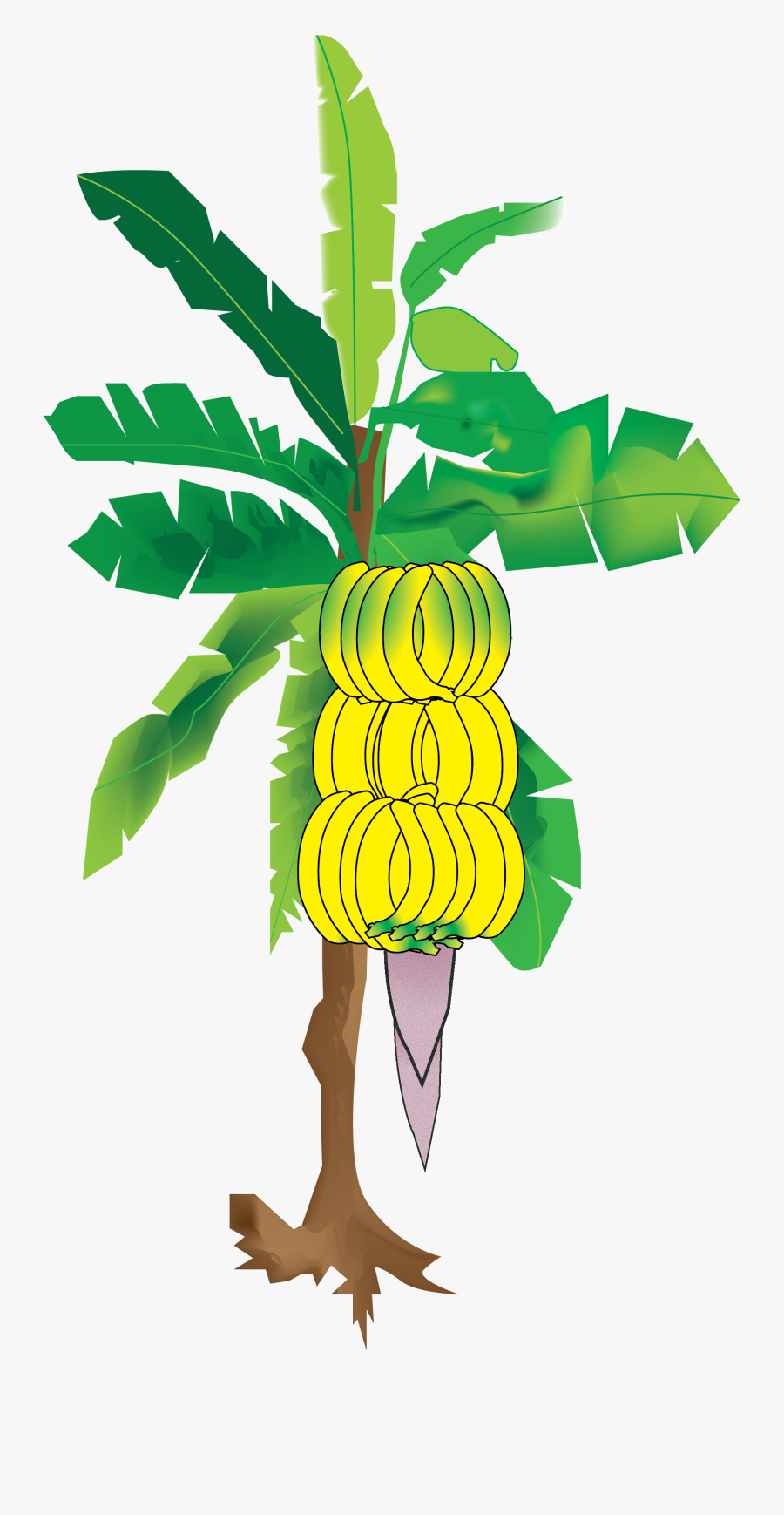 Transparent Png Banana Tree, Transparent Clipart