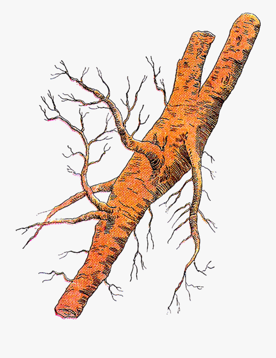 Roots Clip Art, Transparent Clipart