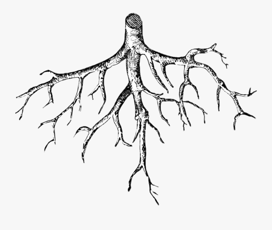 Roots Png - Nature - Roots Clip Art Black And White, Transparent Clipart