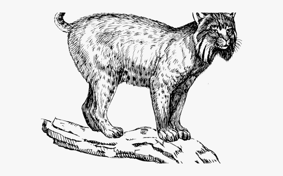 Lynx Clipart, Transparent Clipart