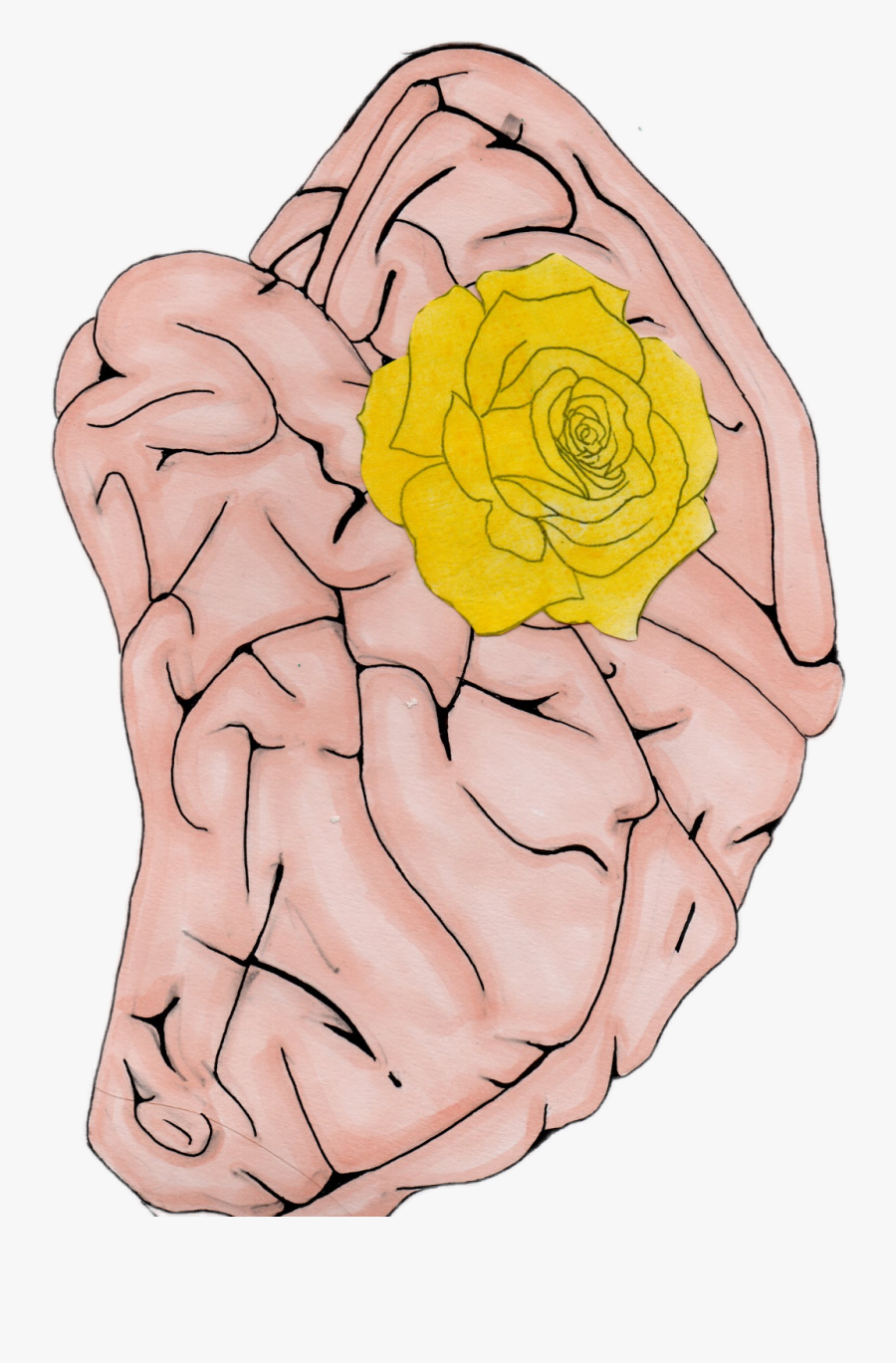#physics - Floribunda, Transparent Clipart