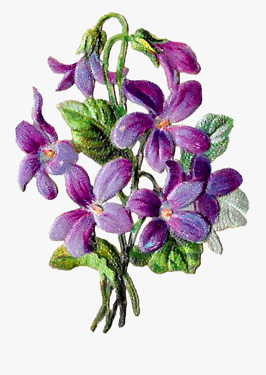 Acianthera Pectinata, Transparent Clipart