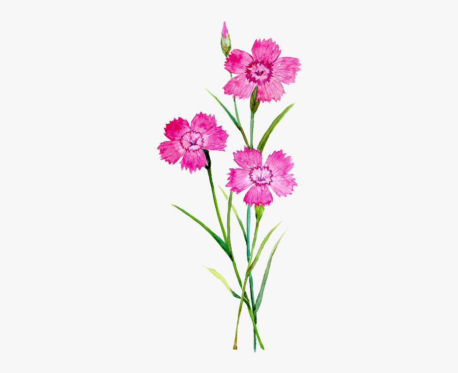 Clip Art Carnation Illustration - Flowers Flower Watercolor, Transparent Clipart