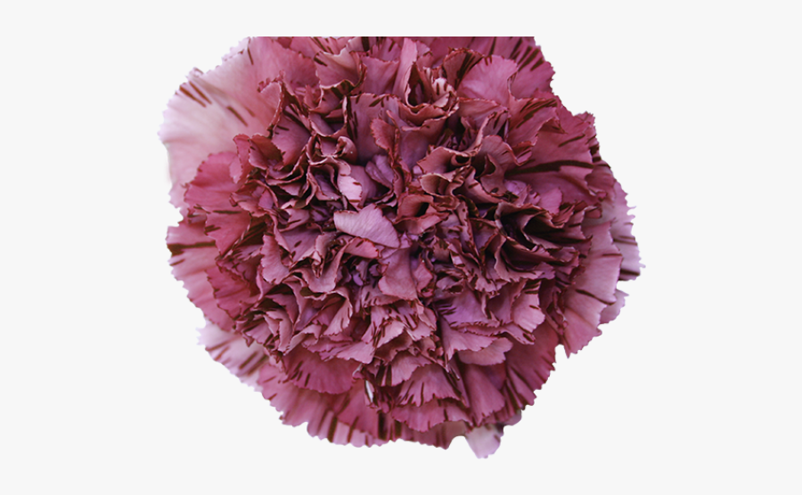 Carnation Clipart Wine - Viper Wine Carnation, Transparent Clipart