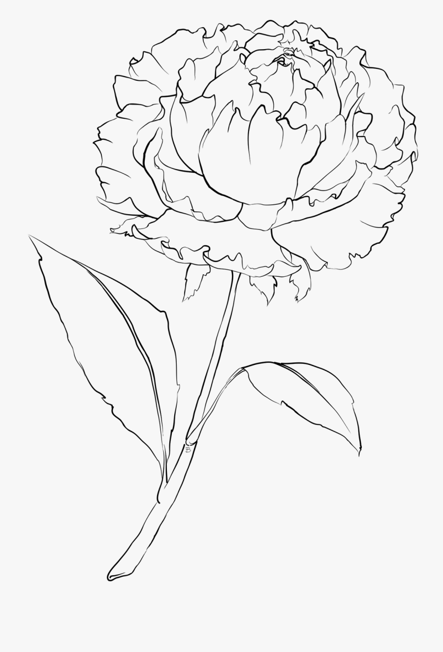 Petals Drawing Carnation ~ Frames ~ Illustrations ~ - Simple Peony Flower Drawing, Transparent Clipart