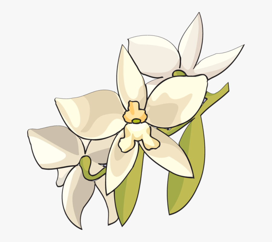 White Orchid Flower Clip Art, Transparent Clipart