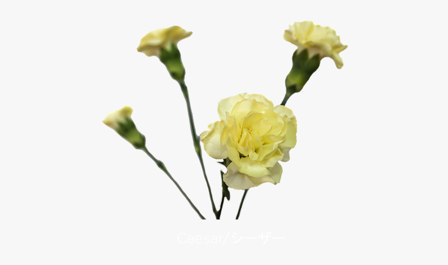 Clip Art Caesar Mini Carnation Carnations - Yellow Carnations Flowers Png, Transparent Clipart