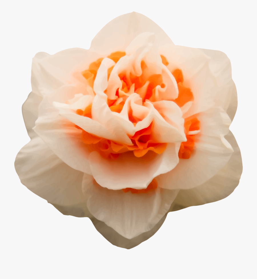 Rose - Carnation, Transparent Clipart
