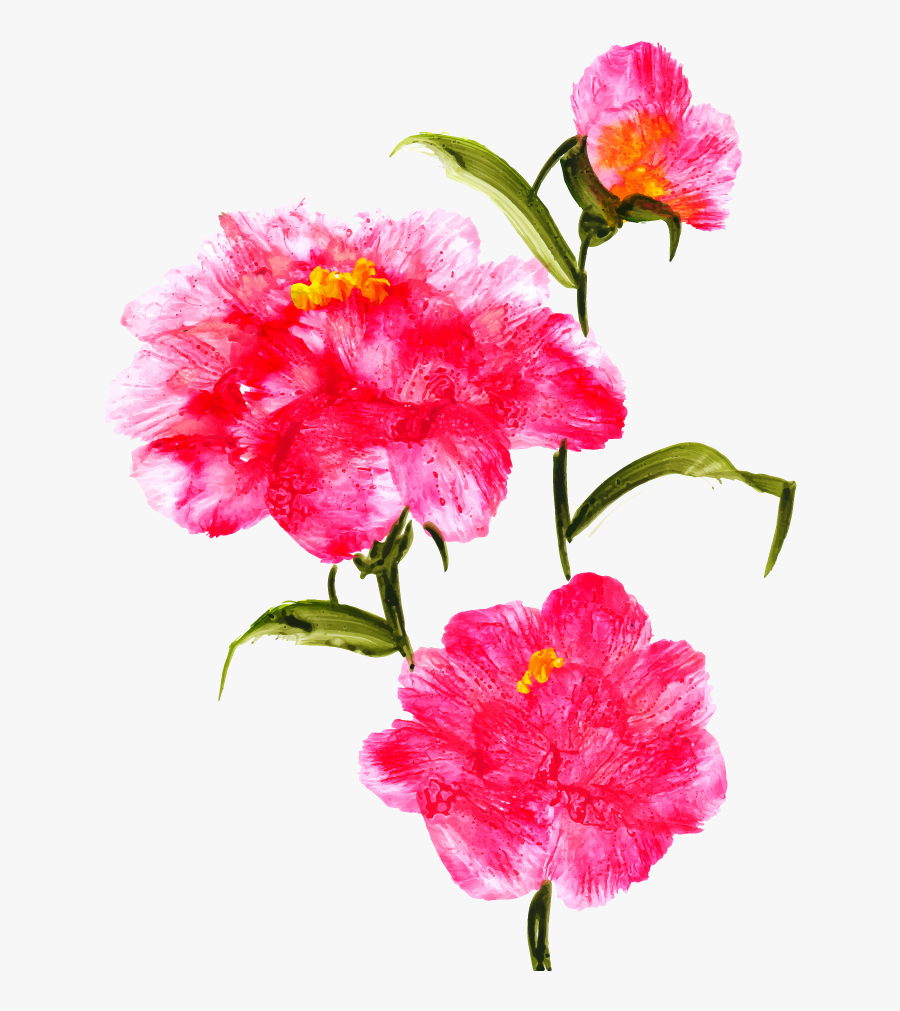 Carnation, Transparent Clipart