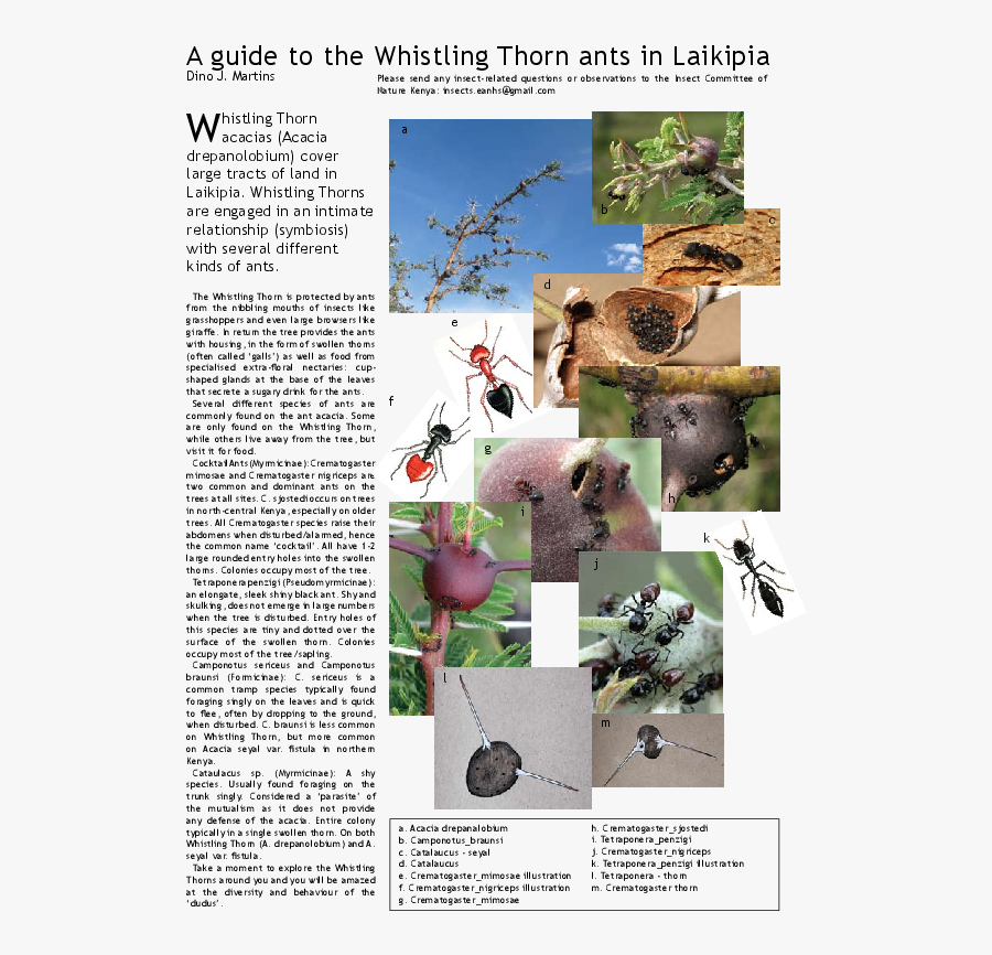 Transparent Thorns Clipart - Whistling Thorn Acacia, Transparent Clipart